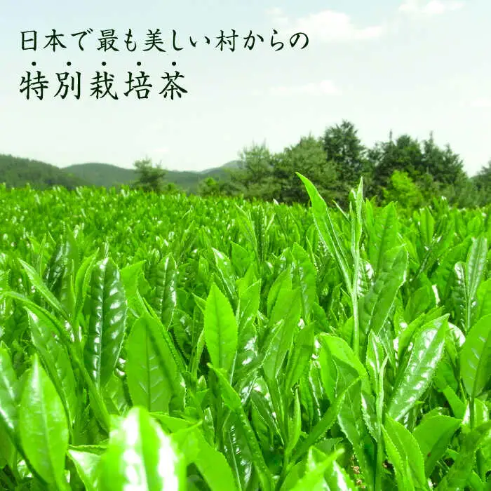 八女茶 奥八女星野村 [ABDF025] 八女茶
