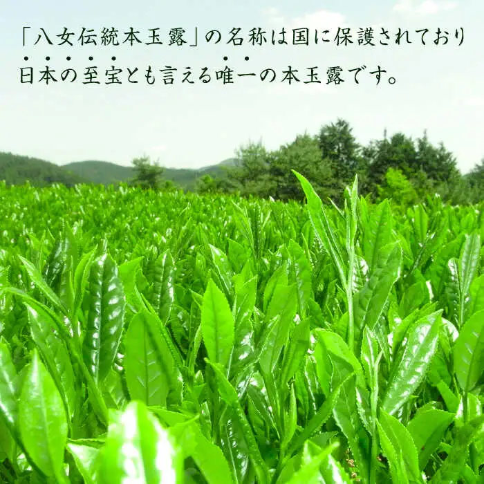 八女茶 奥八女星野村 伝統本玉露[50g]×2袋 [ABDF028] 八女茶