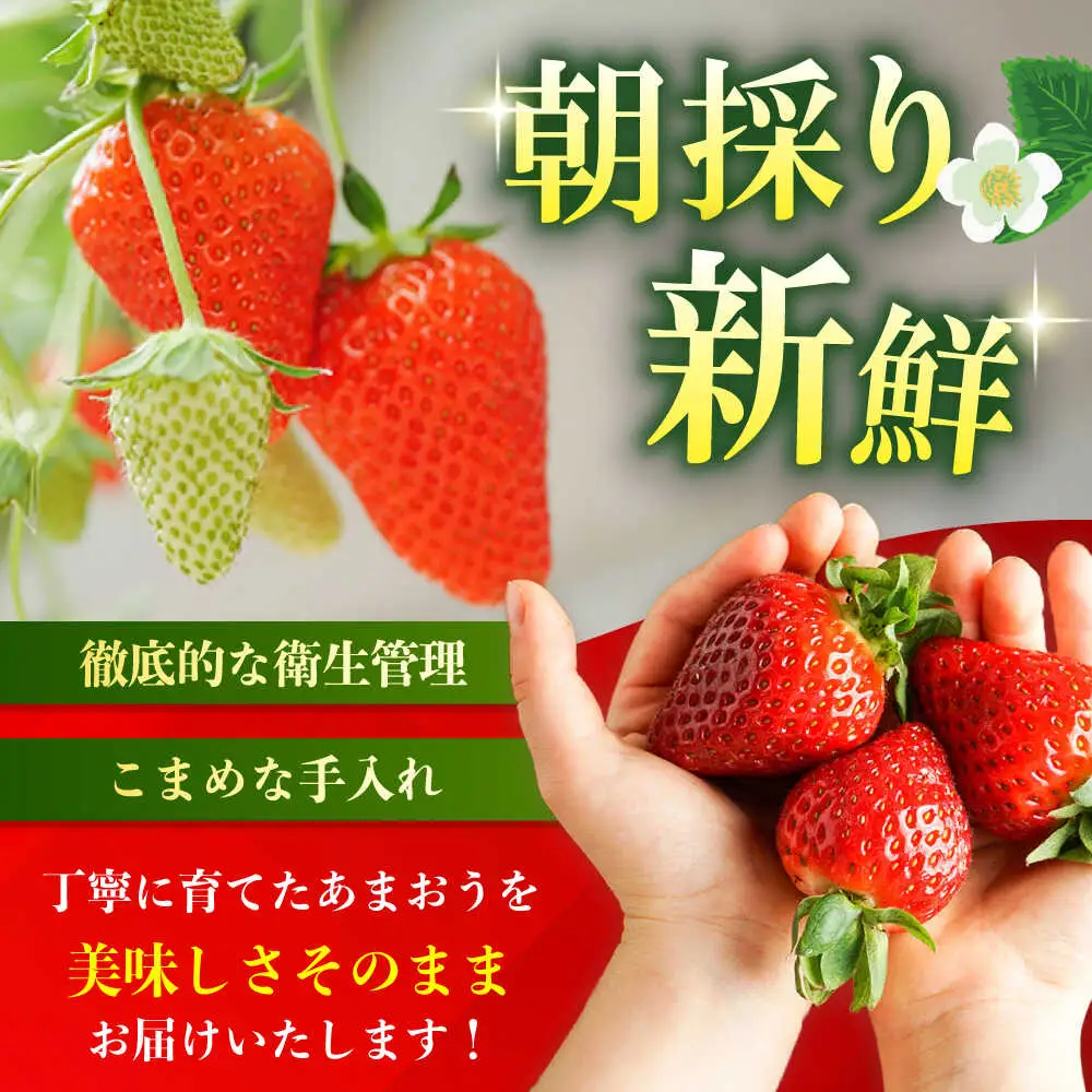 【先行予約】いちご 朝採り あまおう 約270g×4 [ABDG004] 果物 あまおう