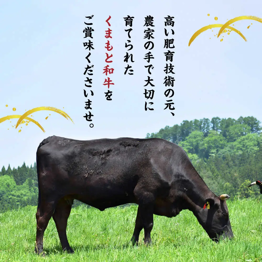 【6回定期便】くまもと黒毛和牛 サーロインステーキ 計800g（4枚）【馬刺しの郷 民守】 霜降り サーロイン ステーキ  [ZBL081]