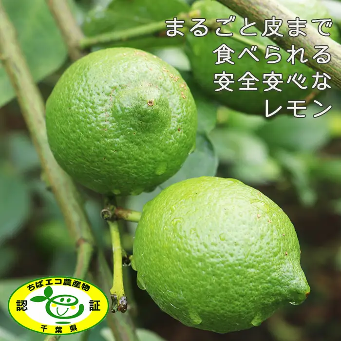《１月発送》【皮まで食べられる】海と太陽のレモン【訳あり品-良品-】５kg（約40個） [0011-0058]