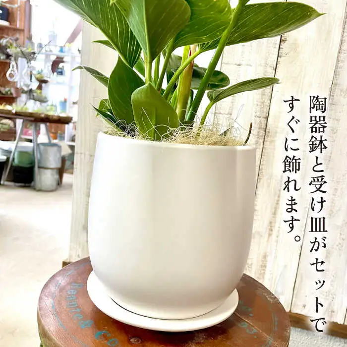 グリーンとホワイトのコントラストが美しい『 フィロデンドロン ・ バーキン 』 糸島市  / cocoha 観葉植物 [AWB032]