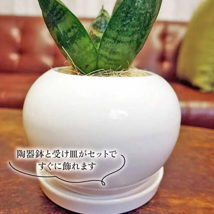 マイナスイオン発生植物『 サンセベリア ・ グリーンハニー 』  糸島市  / cocoha [AWB033] 観葉植物 インテリア グリーン 室内