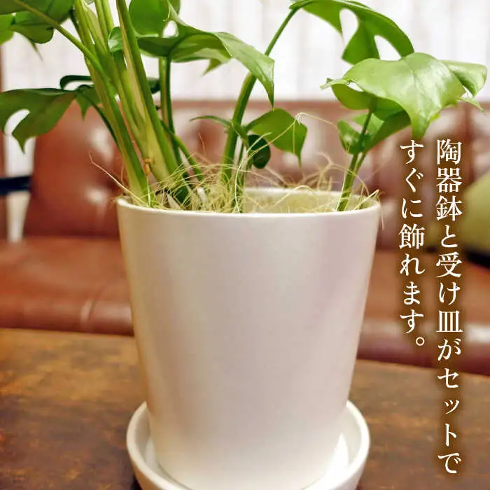 葉に切れ込みが入ったモンステラの小型品種『 ヒメ モンステラ 』  糸島市  / cocoha [AWB034] 観葉植物 インテリア 室内