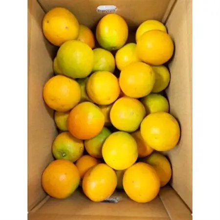 【2027年6月下旬頃発送】秀品　希少な国産バレンシアオレンジ　5kg【日高町】【配送不可地域：離島】【1216979】