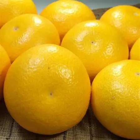 八朔(はっさく) 秀品 [約5kg]和歌山県有田産春みかん (サイズおまかせ)【1223503】