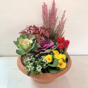 【1114-3】【園芸店直送】おまかせ季節の寄せ植え プランター 花