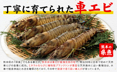 天草産 天然車海老 約400g 海老