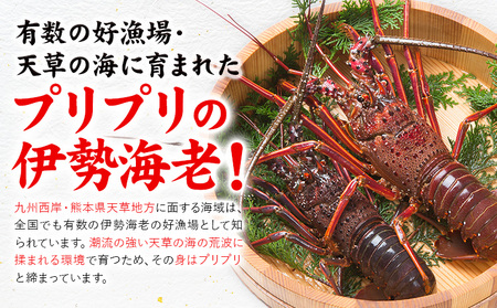 天然伊勢海老 半身カット×２個 伊勢海老