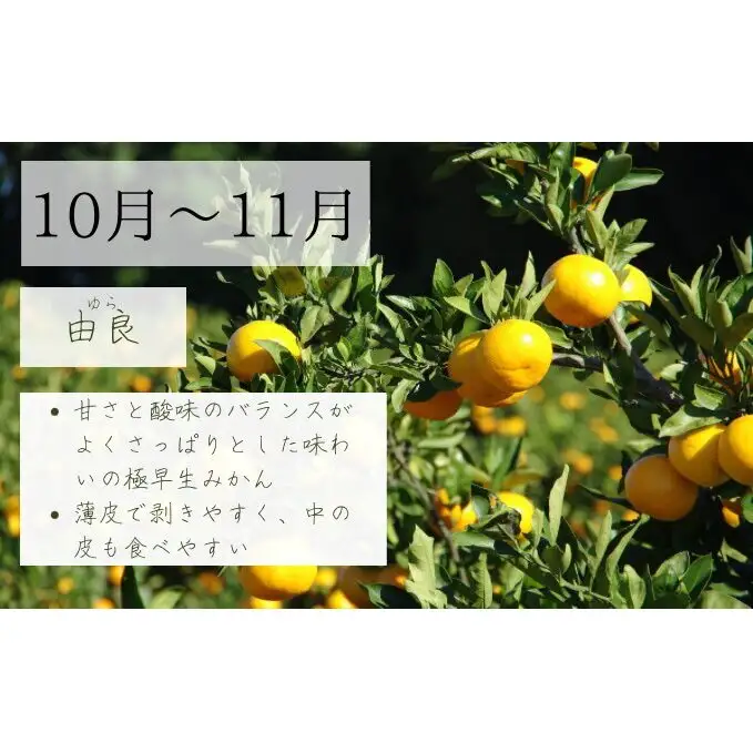 【2026年10月以降順次発送】日下みかん サイズ混合 2S～2L 3kg 秀品 果物類 柑橘類 フルーツ 農薬 有機肥料 光センサー 高品質 おいしい 