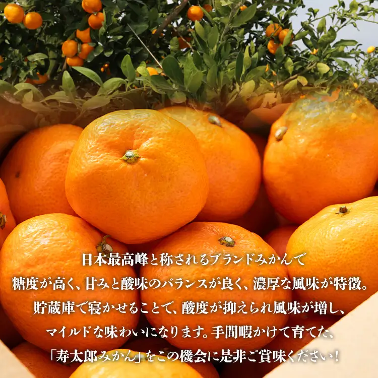 【1月中旬〜2月発送】寿太郎みかん 4kg みかん 果物 ms-0086