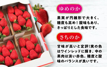 いちご 1箱 (約250g×4P) 約1kg / いちご 苺 イチゴ ゆめのか さちのか いちご 長崎県産いちご 果物 くだもの フルーツ  / 大村市 / おおむら夢ファームシュシュ[ACAA107]