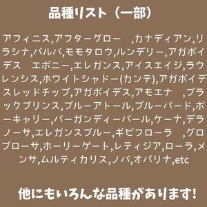 731【厳選株】【農場直送】多肉植物エケベリア ぷっくり充実株!! おまかせ7品種セット※着日指定不可※北海道・沖縄・離島への配送不可