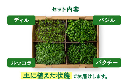 マイクロ野菜 ハーブ 4点セット〈 ディル パクチー バジル ルッコラ 〉【諏訪農林】[TDO004]