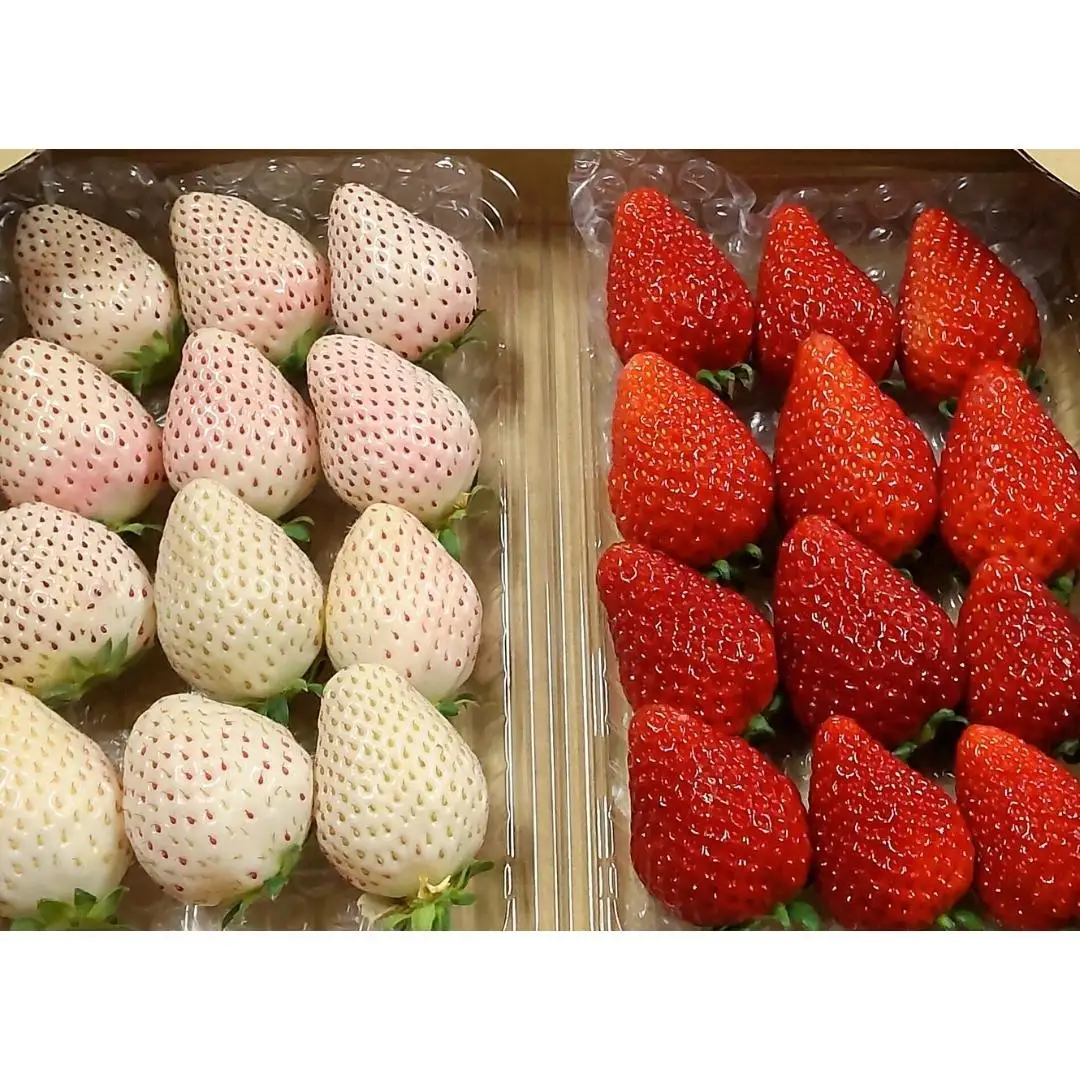 《 2027年 収穫分 》 朝摘み 紅白いちご 約260g×2パック (茨城県共通返礼品 常陸太田市) 先行予約 檜山いちご園 国産 朝採り 朝採れ 大粒 いちご イチゴ 苺 くだもの 果物 フルーツ 冬 春 旬 [DY019sa]