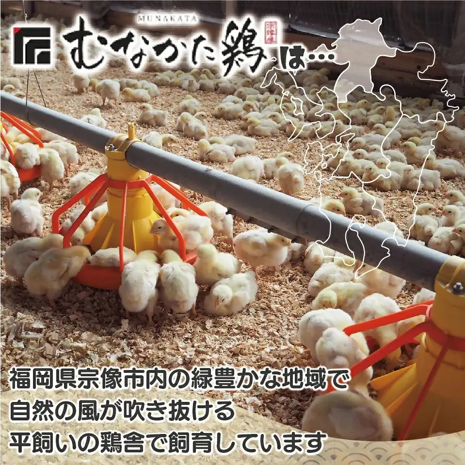 宗像産ブランド鶏【むなかた鶏】食べ比べセット（モモ肉、ムネ肉、手羽先各2kg）（平飼い）【JAほたるの里】_HA1424