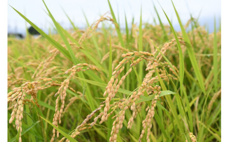 【令和８年産米】 倉吉農高の米　縁結び（白米） （2kg×2袋）