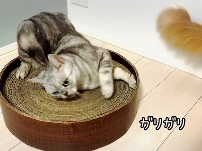 FB164_ねこちゃんストレス解消☆爪とぎサークル&天然100％またたびパウダー
