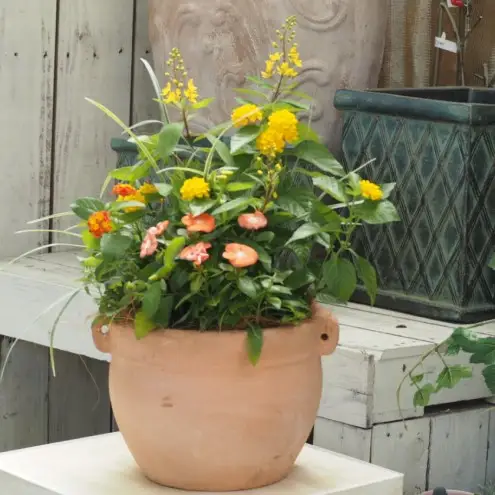 植物 寄せ植え 季節のお花 黄色 オレンジ系 つぼ丸型 25cm ガーデニング 花 