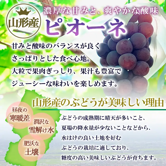 ★ぶどうの食べ比べセット★シャインマスカットとピオーネ 約1.2kg（各1房) 秀品 期間限定【令和8年産先行予約】FS24-526 くだもの 果物 フルーツ 山形 山形県 山形市 2026年産