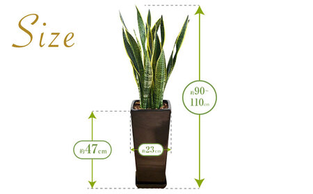 観葉植物 サンスベリア・ローレンティ ロングスクエア 陶器鉢植え（黒） BIGサイズ インテリア / 観葉 植物 インテリア おしゃれ / 大村市 /琴花園[ACYK026]