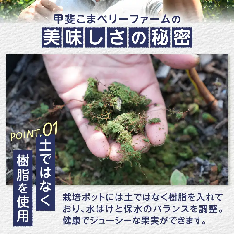 2026年産 大人気！甘くジューシーな冷凍ブルーベリー2kg（1kg×2パック） [h186]