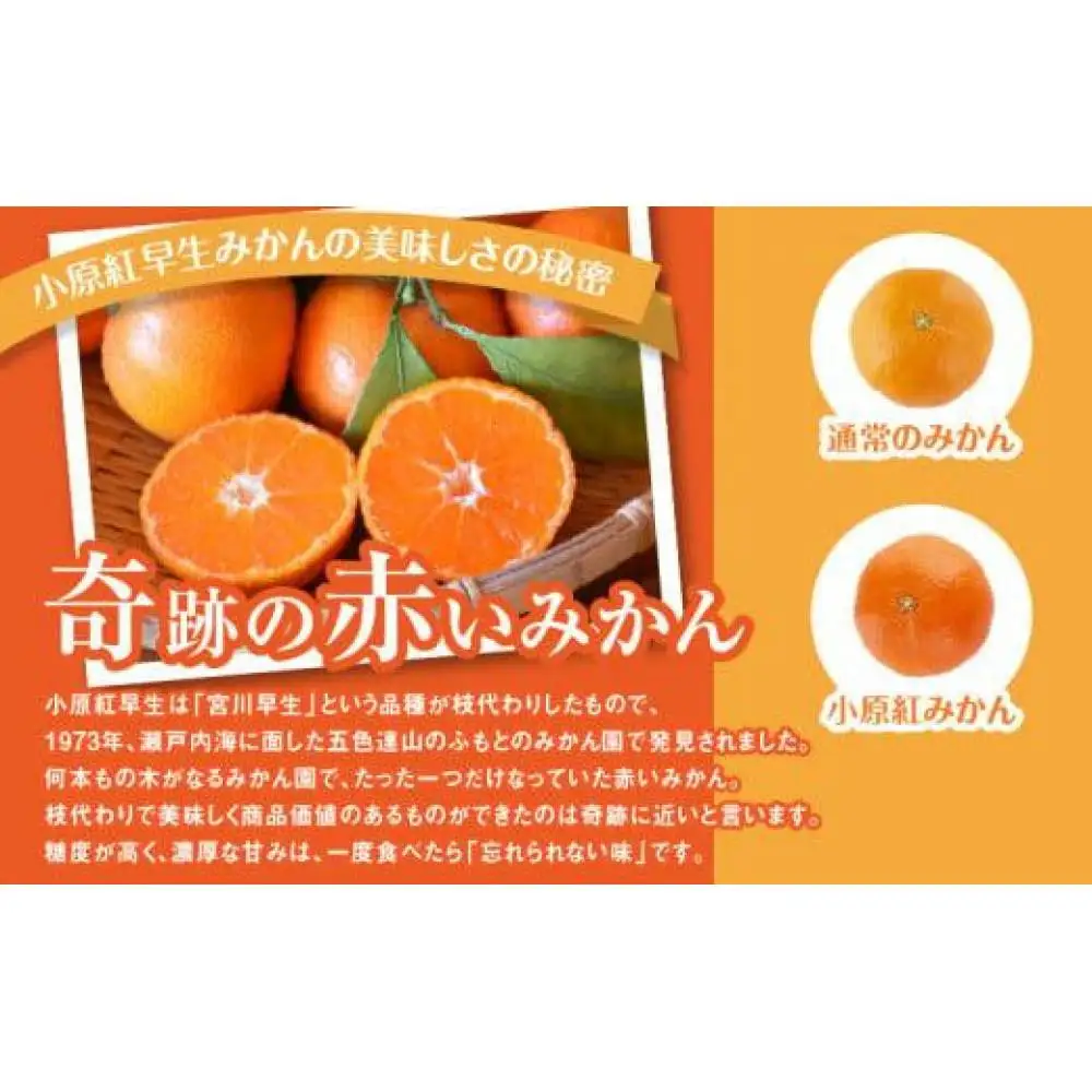 【訳あり】ご家庭用小原紅早生みかん(サイズおまかせ)　約2.5kg【11月下旬～1月下旬配送予定】｜早生ミカン みかん 早生みかん 訳アリ 訳あり 不揃い 家庭用みかん 甘い フルーツ くだもの 果物 柑橘 人気 おすすめ わけあり先行予約