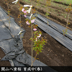 ＜すだ農園＞2年生 苗木 サクラ(桜) 関山八重桜(カンザンヤエザクラ)