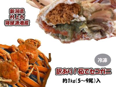 【11月～2月発送】【訳あり】新潟県村上市寝屋漁港産　セコガニ 約1kg（5～9尾入）C4088