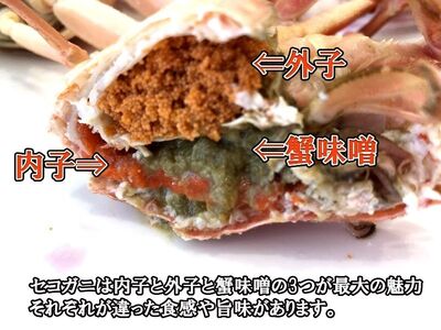 【11月～2月発送】【訳あり】新潟県村上市寝屋漁港産　本ズワイガニ夫婦セット 約3kg（雄 約2kg＋セコガニ 約1kg） 1079003