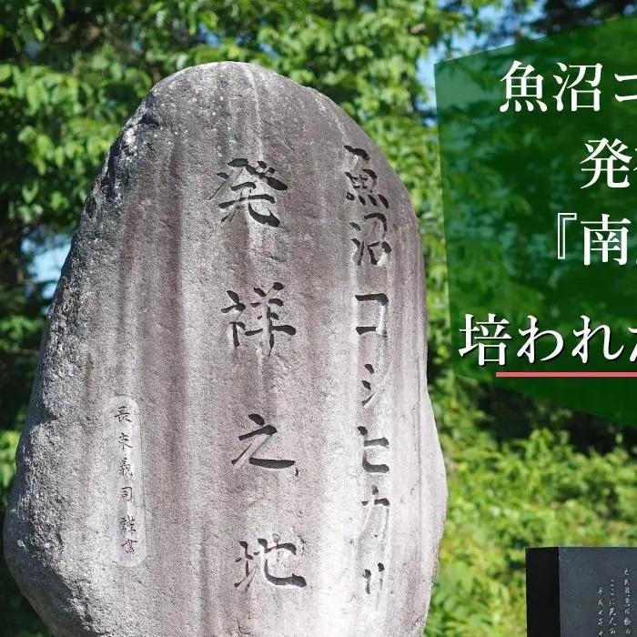 【令和8年＼新米／】南魚沼産こしひかり 玄米 5kg ｜玄米