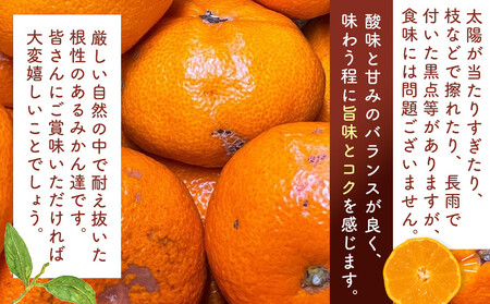 訳あり それでも 有田みかん 箱込 約2.3kg みかんのサイズミックス B品 和歌山県 産地直送 家庭用みかん 2025年11月中旬より順次出荷予定
