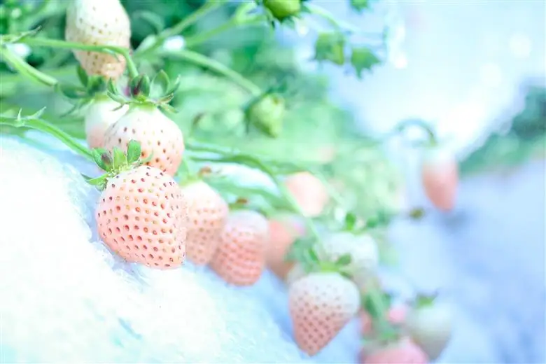 【完熟クラフト苺BERRY】海外セレブ御用達【樹上完熟白いちご】淡雪（あわゆき）約500g（出荷2026年12月上旬～2027年5月下旬）【yuji0004】