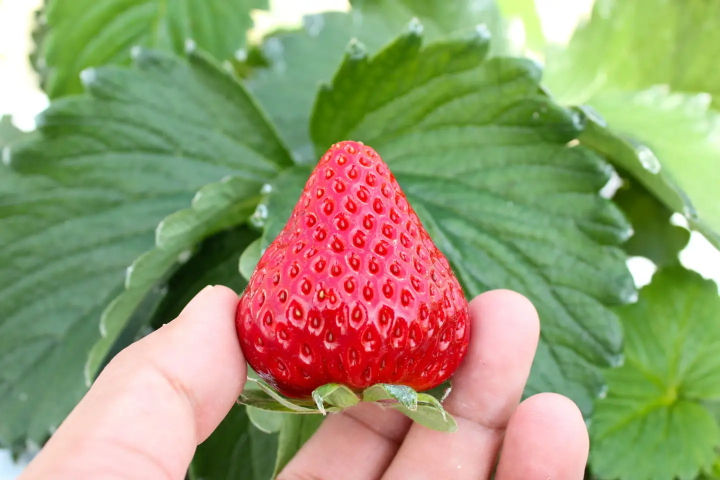【完熟クラフト苺BERRY】有名シェフ御用達【樹上完熟赤いちご】約500g（出荷2026年12月上旬～2027年5月下旬）【yuji0009】