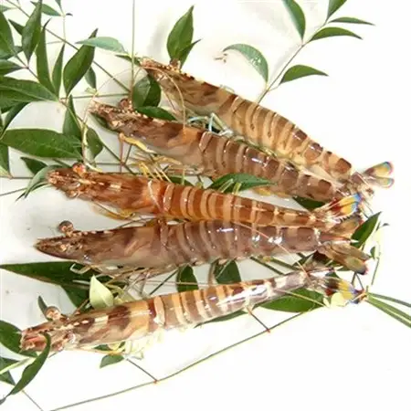2026年12月発送:活きクルマエビ　500g_魚介・海産物  エビ えび 海老_【配送不可地域：離島・北海道・沖縄県】【1052790】