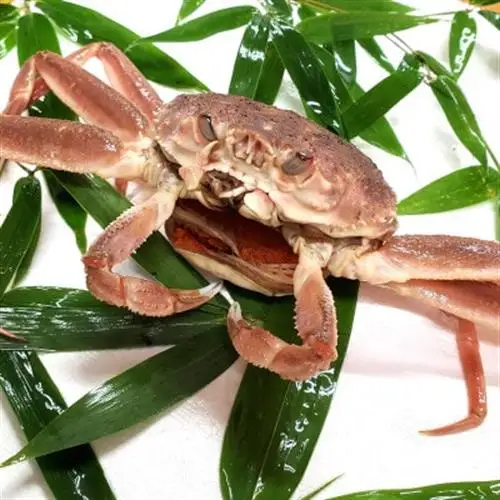 松葉ガニの本場　生セコガニ(冷蔵)中サイズ　10枚(訳あり)　兵庫県新温泉町　ご家庭で茹でてアツアツ【配送不可地域：離島・北海道・沖縄県・東北】【1132206】