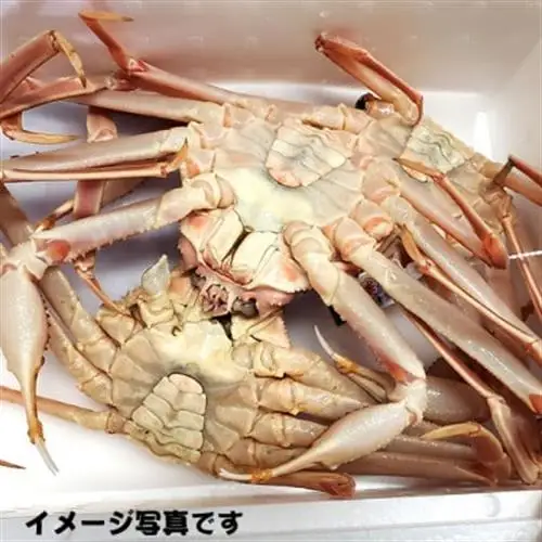松葉ガニの本場・兵庫県新温泉町　とれたて　訳あり・松葉ガニ(生・冷蔵)　1～3枚入【配送不可地域：離島・北海道・沖縄県・東北】【1149853】