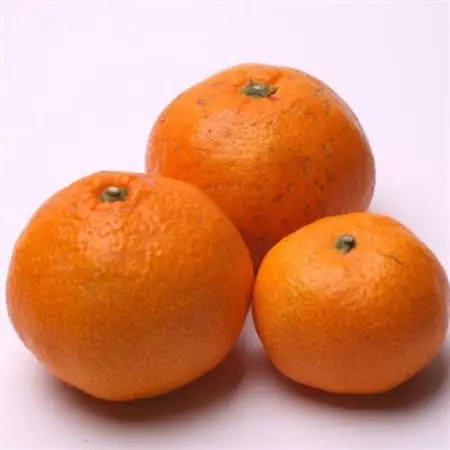 家庭用 蔵出しみかん2.5kg+250g(傷み補償分)【光センサー選果】【訳あり・わけあり】【配送不可地域：離島・北海道・沖縄県】【1440304】