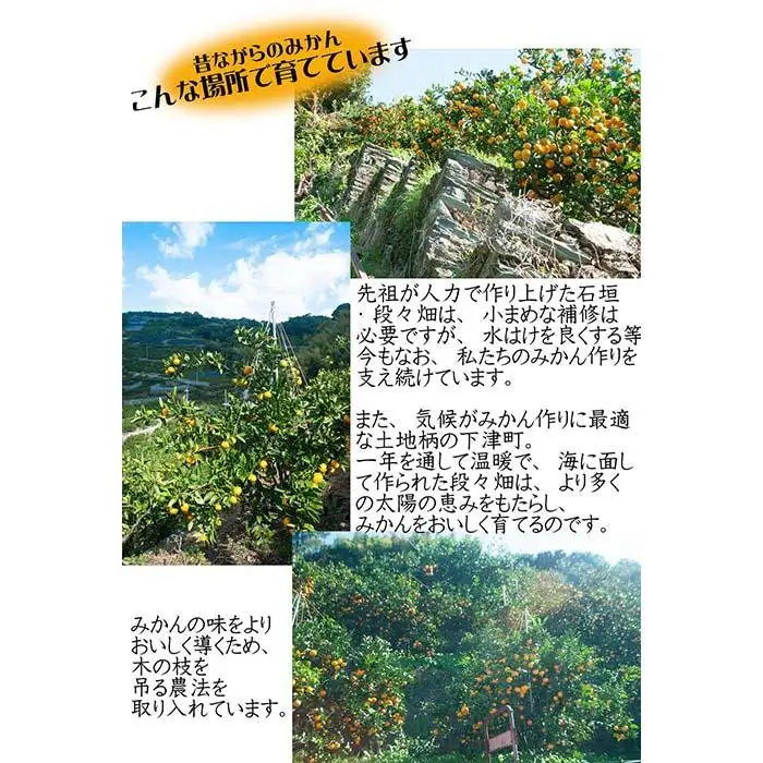 みかん 5kg 小玉サイズ 蔵出しみかん