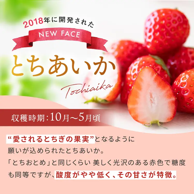 いちご　とちあいか　約250g×4パック　【2027年 先行予約】朝採れいちご 