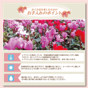 【先行予約】シクラメン 6号鉢×1鉢