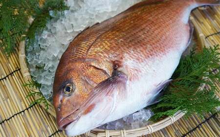 鯛 刺身 800g アラ 付 鯛