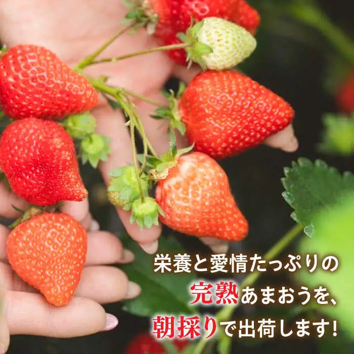 【先行受付】糸島産 完熟あまおう 280g×4パック (デラックスサイズ)【2027年1月以降順次発送】糸島市 / 小河農園 いちご フルーツ 果物 [AJN002]