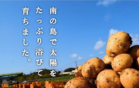 《今が旬！》～これからは産地で選びたくなる～徳之島産新じゃがいも（10kg） ( バレイショ 野菜 旬 春 徳之島 奄美 鹿児島 肉じゃが カレー じゃがバター 美味しい 人気 オススメ )