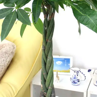 【観葉植物】パキラ 8号 ブラウンバスケット鉢カバー 土の表面:ウッドチップ 【観葉植物 インテリア 部屋 おしゃれ 福岡県 筑前町 送料無料 AG028】