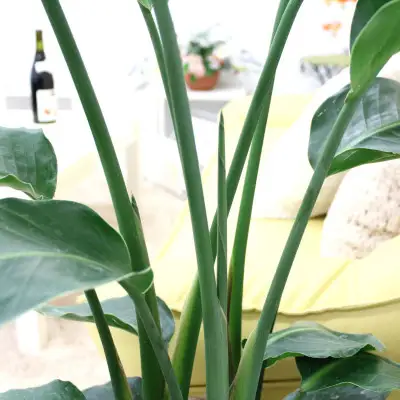 【観葉植物】オーガスタ 8号 ストライプバスケット鉢カバー 土の表面：ウッドチップ 【観葉植物 インテリア 部屋 おしゃれ 福岡県 筑前町 送料無料 AG033】