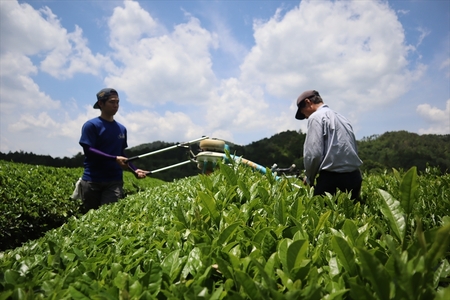 無農薬薫り熟成煎茶 山裾茶　90g×３袋