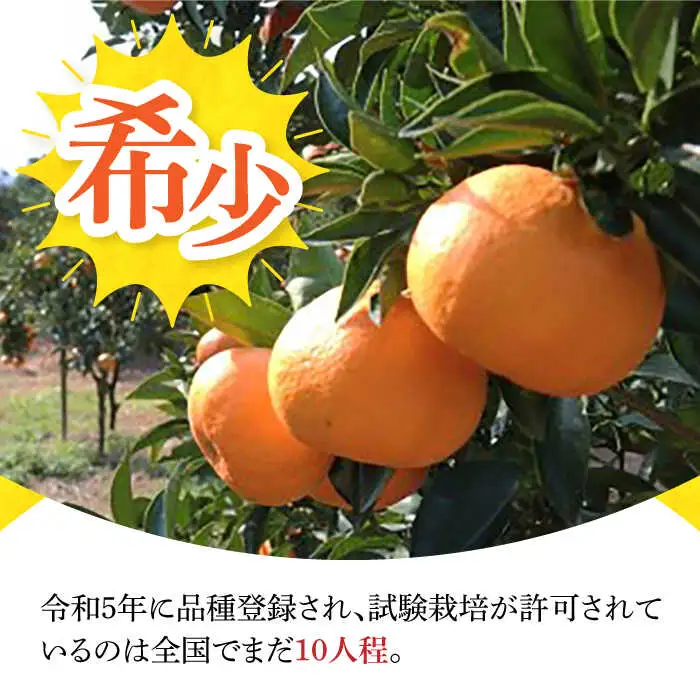 【デコポンの子供】マコポン4.5kg[EAA006]次世代のデコポン 先行予約