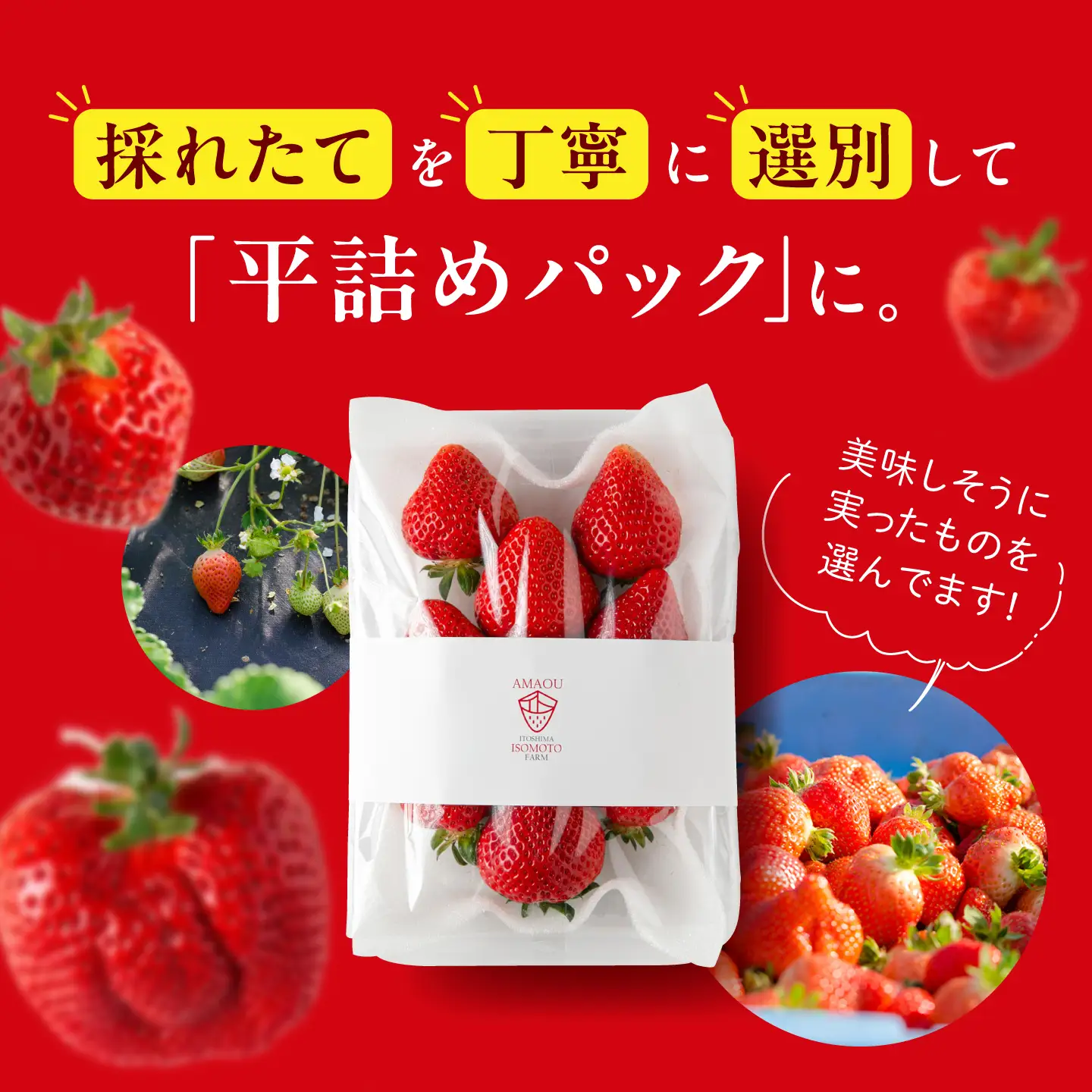 【月1回・全3回定期便】糸島 あまおう 270g×2パック  (A品B品含むL〜5L) 糸島市 / 磯本農園 / TANNAL [ATB009] いちご 苺 イチゴ ランキング 上位 人気 おすすめ あまおう定期便