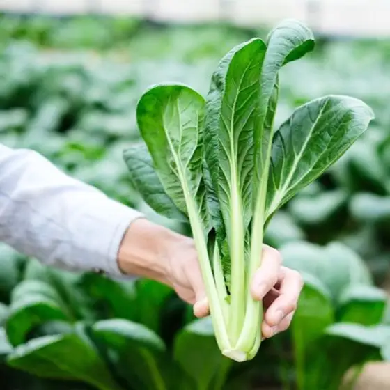 曽爾村の旬野菜と加工品の詰め合わせ お試しセット // 野菜 加工品 少量セット 味見 お試し